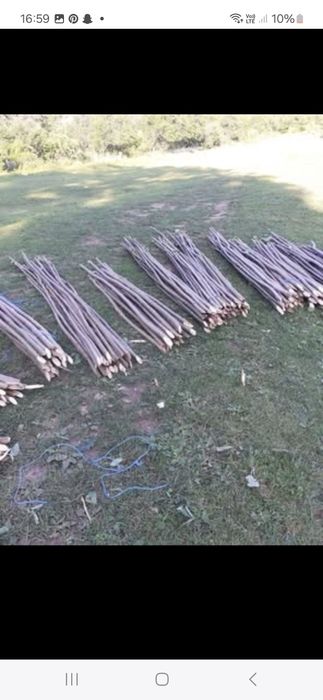 Vând pari de fasole și rosi