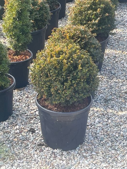 Pepiniera proprie plante ornamentale