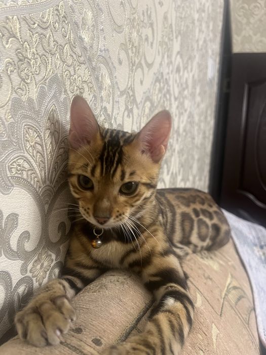 Bengal mushugi чистокровный