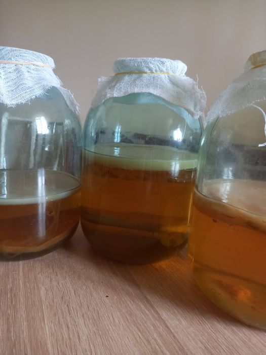Продам чайный гриб