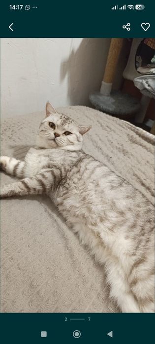 Шотландский котенок