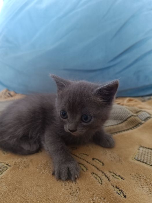 Отдам котенка бесплатно