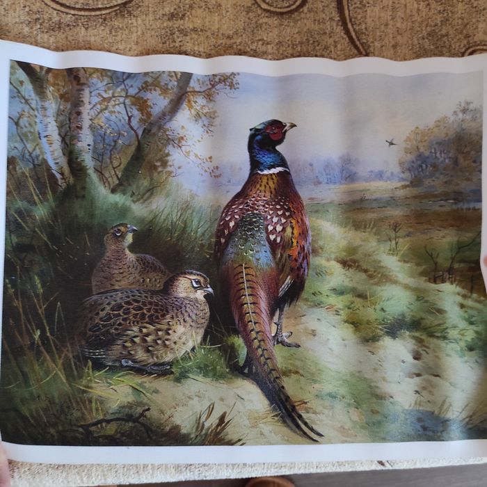 Ловна     картина