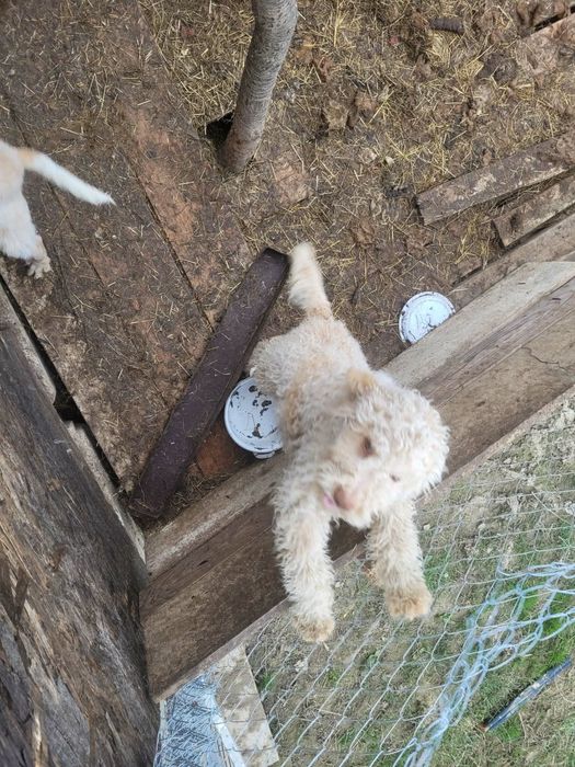 Pereche de pui de rasa Lagotto Romagnolo