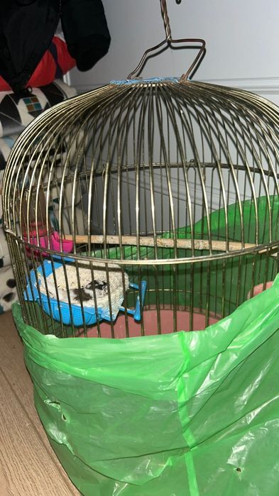 Японские Амадин.