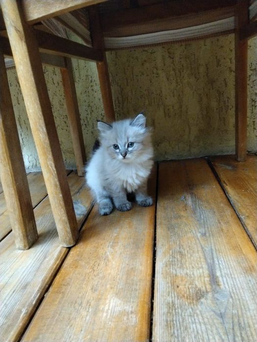 Отдам котят в добрые руки
