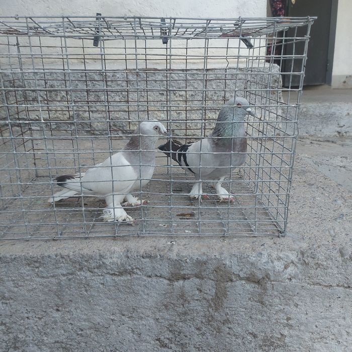 Такла пара лет с игрой самец тяга