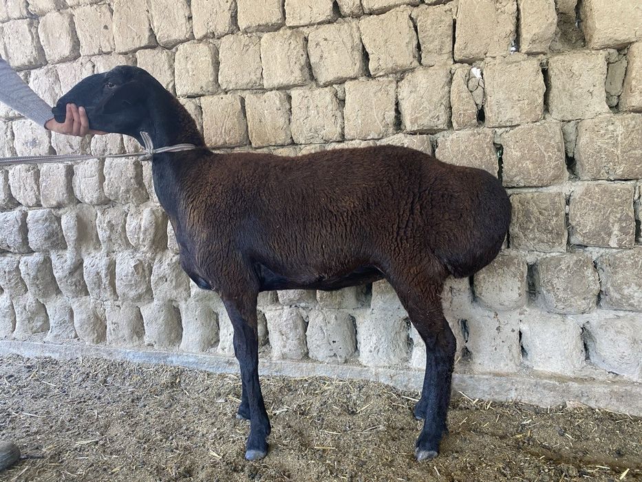 Shivet va qõy sotiladi