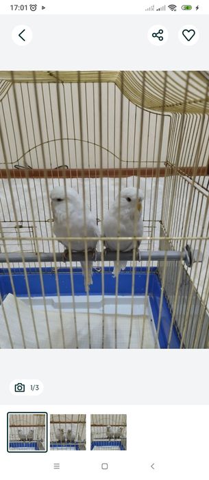 Попугаи Андуки самец и самка