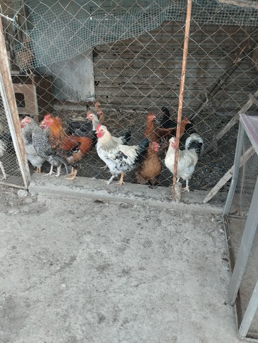 Молодые петушки разные