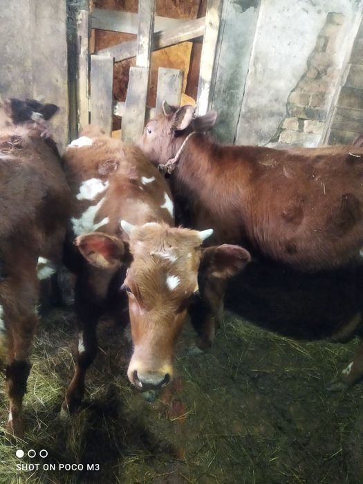 Тёлочки 8 месяцев