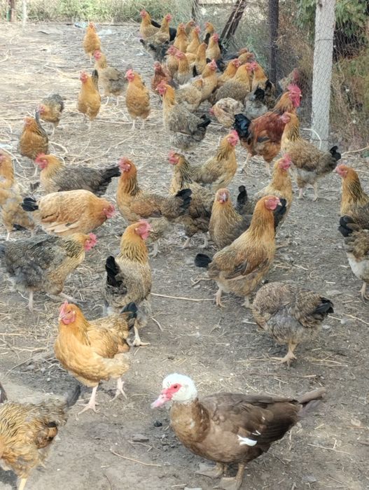 Продам курей кученской породы