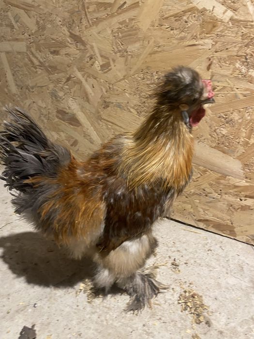 Vand Cocosi matase japonez,araucana,wyandotte gsg,splash  si argint