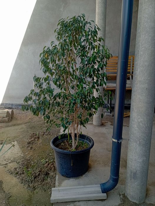 Фикус бенжамин гул 2 метр