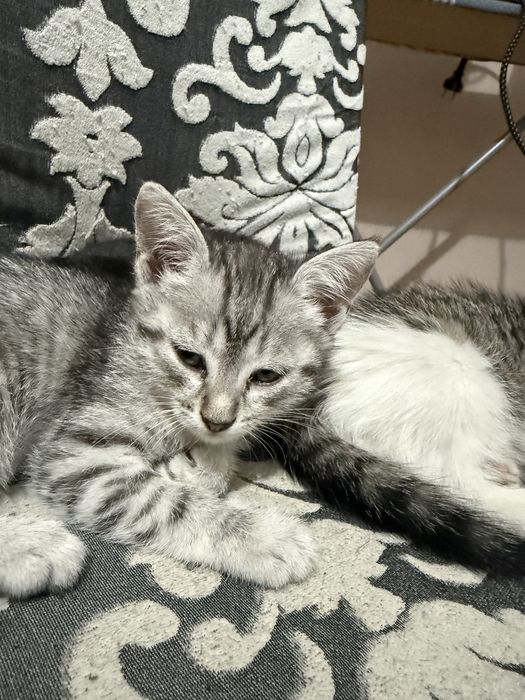 Отдам котят, возраст 2 месяца