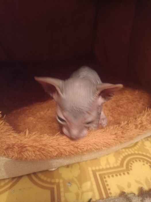 Продам котят донского сфинкса.