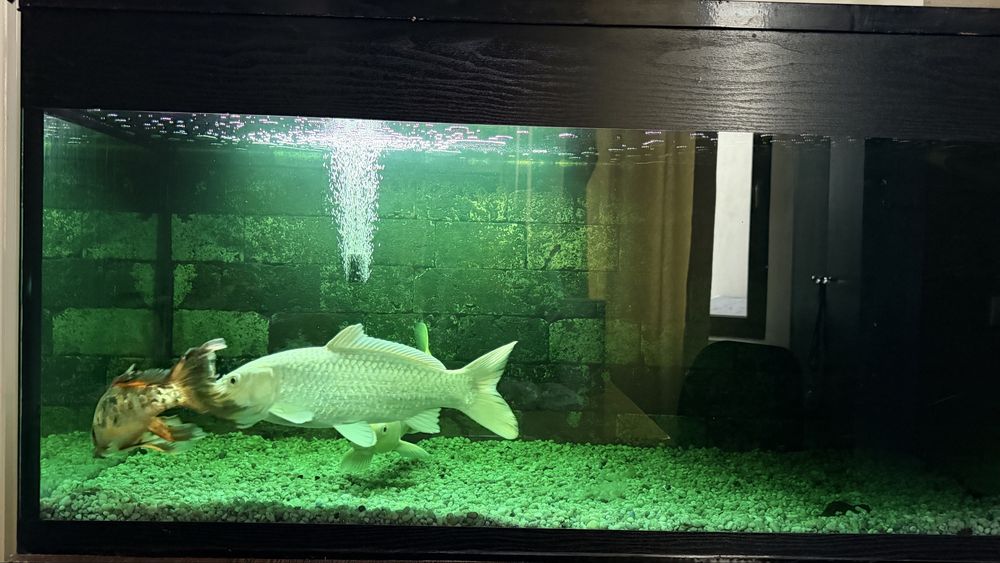 Acvariu pesti 420 l