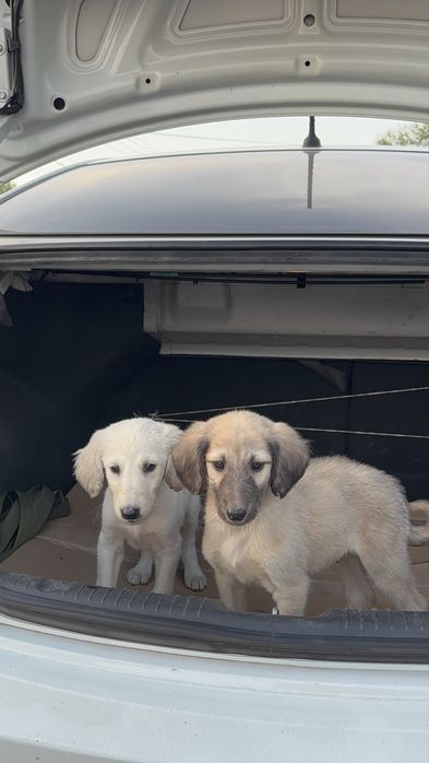 Тазы кушыктер сатылады