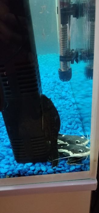 Аквариум баликлари б.н бервораман 100 литирли