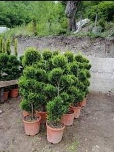 Magnolie tufa pon pon spirala