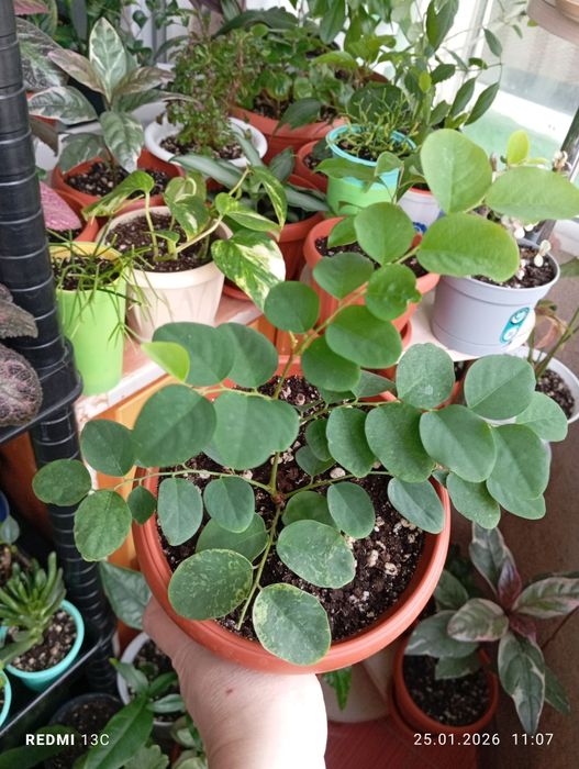 Продам растения комнатные