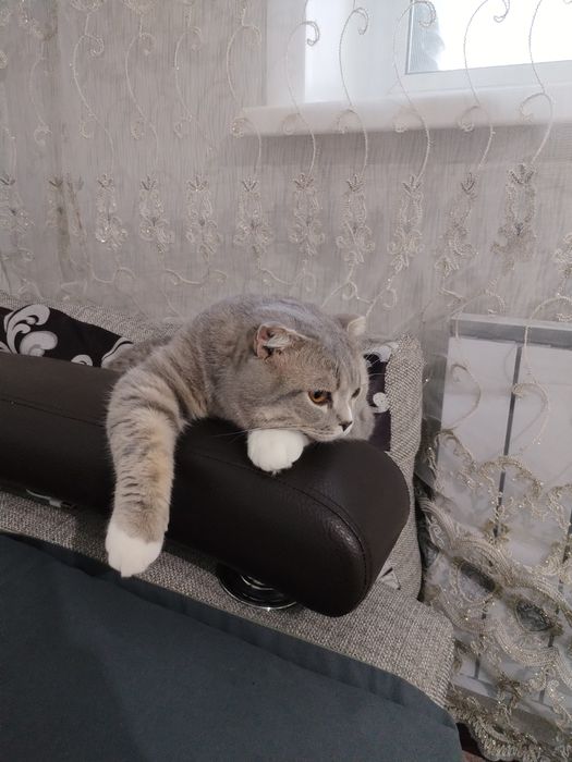 Продам шотландского вислоухого