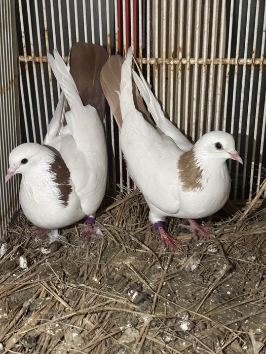 Голуби,голубей,голуб