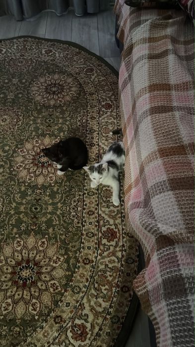Котята в хорошие руки