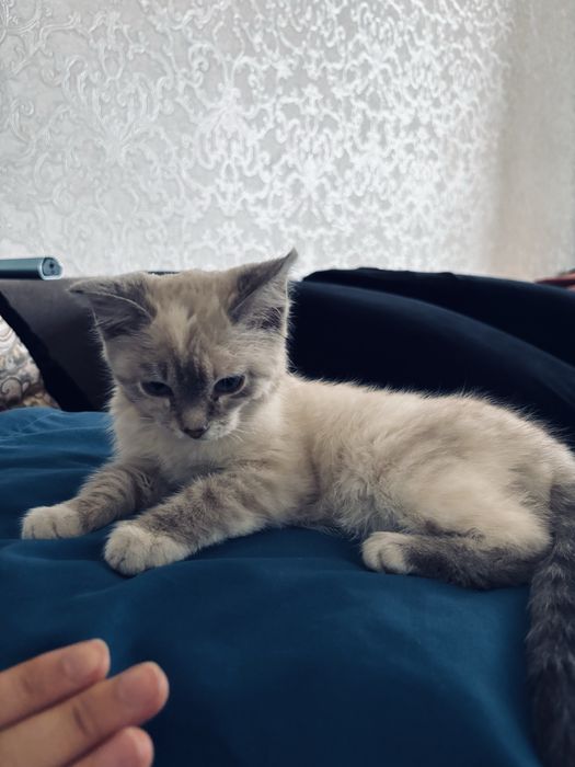 окрас линкс-пойнт.