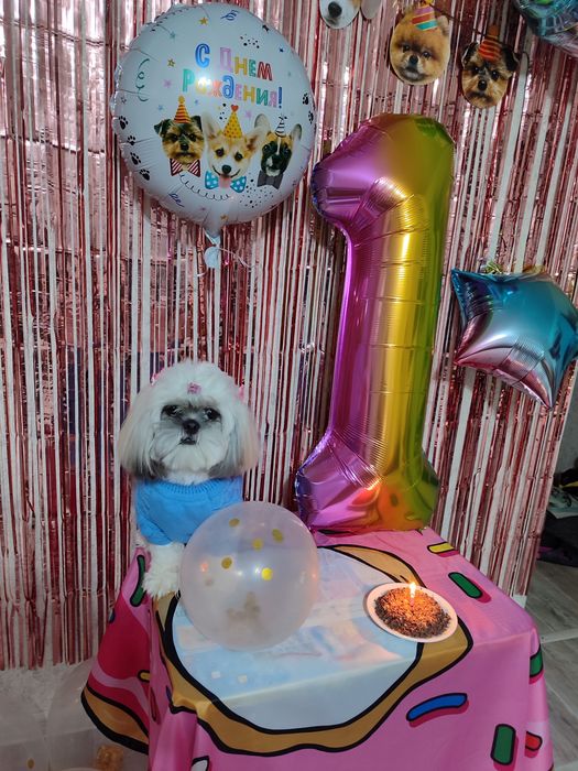 Ши-тцу, девочка 2,5 года ищет пару.