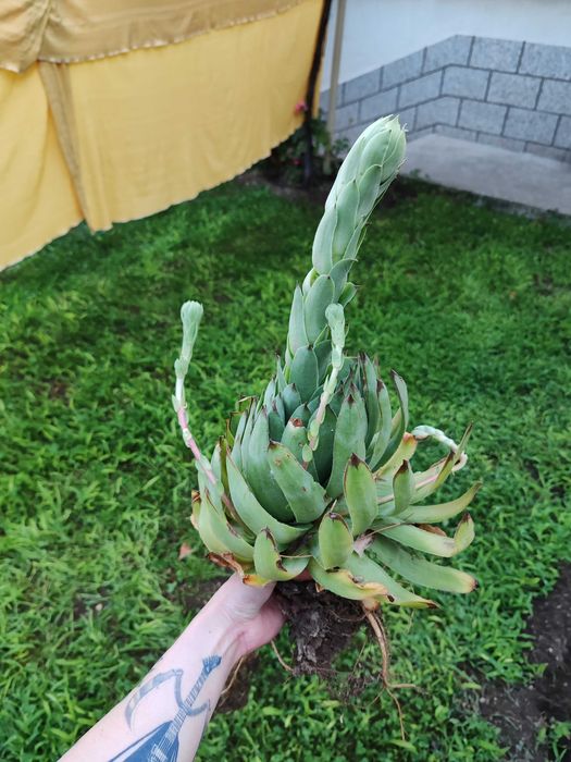 Sempervivum / sемпервивум / алпийска роза / кактус / сукулент
