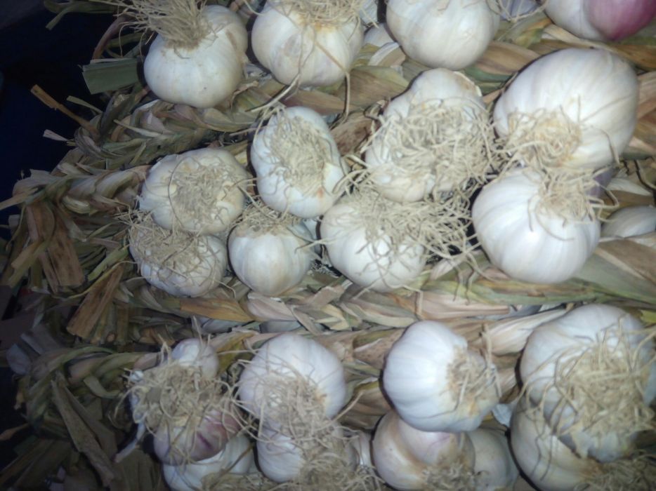 Sireaguri Usturoi de Copălău românesc