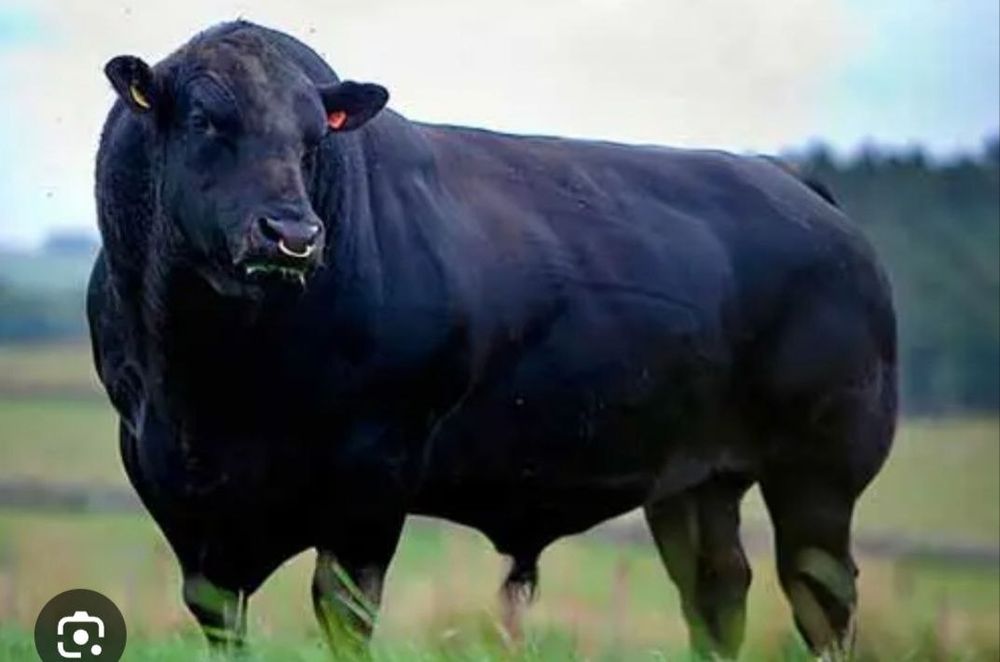 Qoy mol soyish xzmati