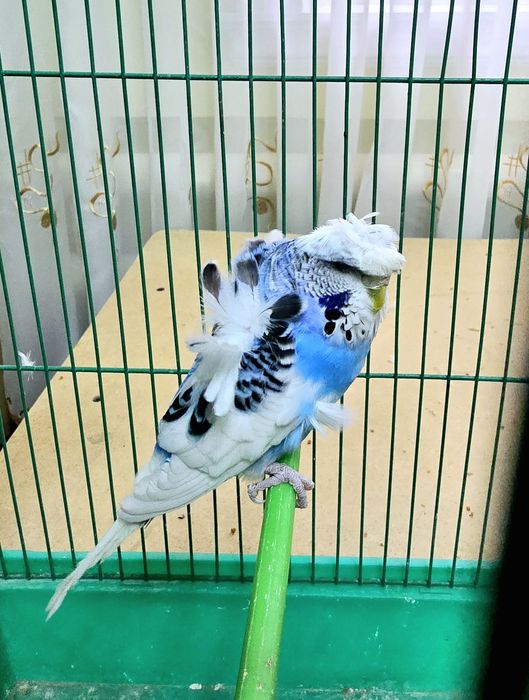 Babochka moda sotuvda