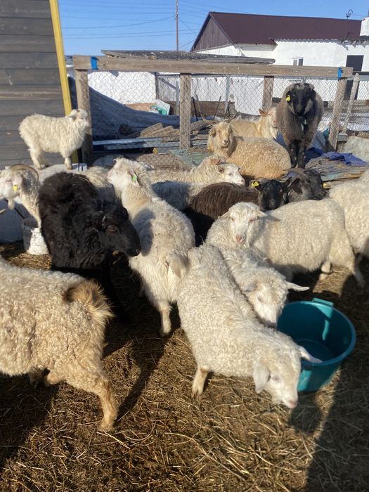 Продаются козы ешки сатылады козел теке