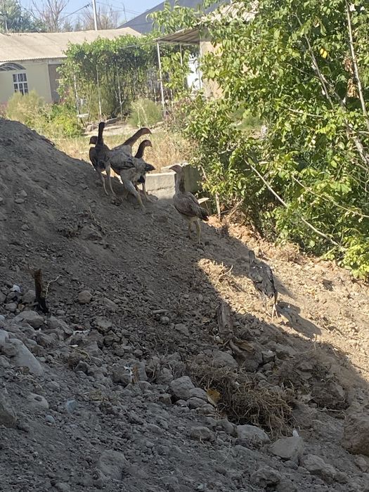 Таук кораз шөже