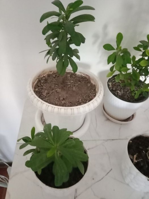 Цветы Молочай миля