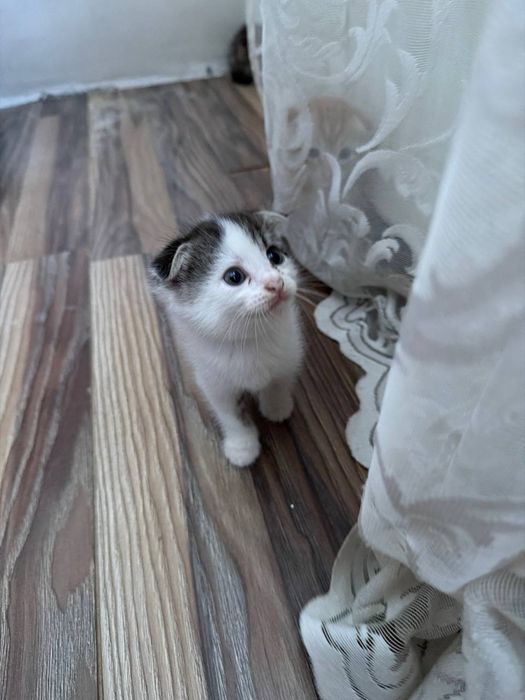 Милые котята , один мальчик и две девочки