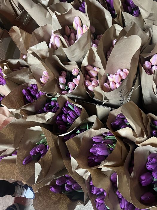 Тюльпаны опт 50-60см