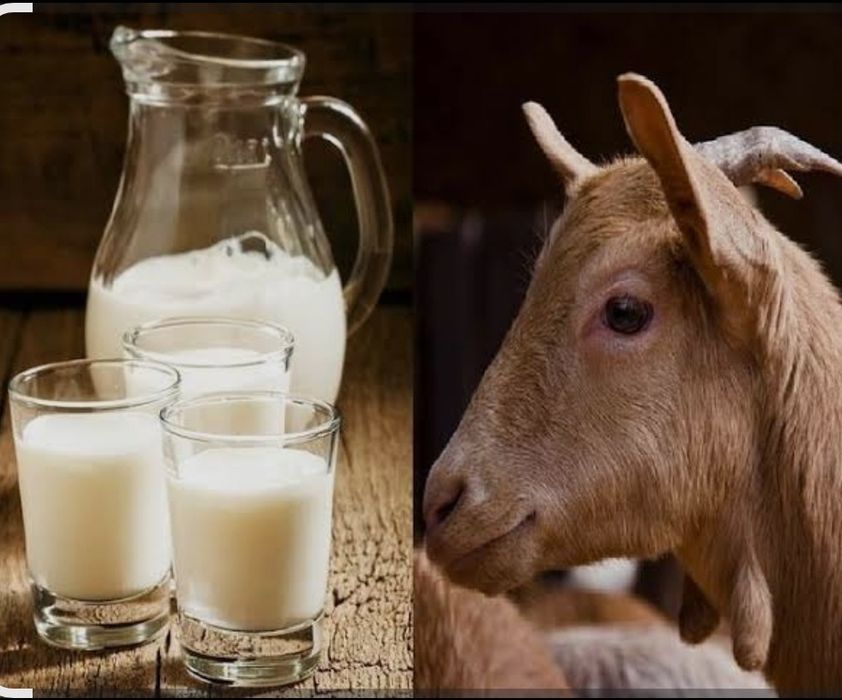 Козье молоко, ешкі сүті