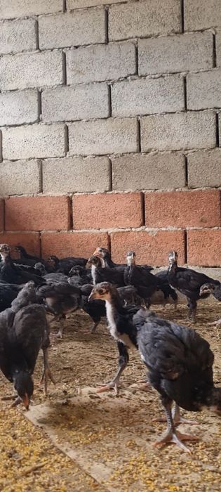 Кора Шахзодани Жужалар бор.
