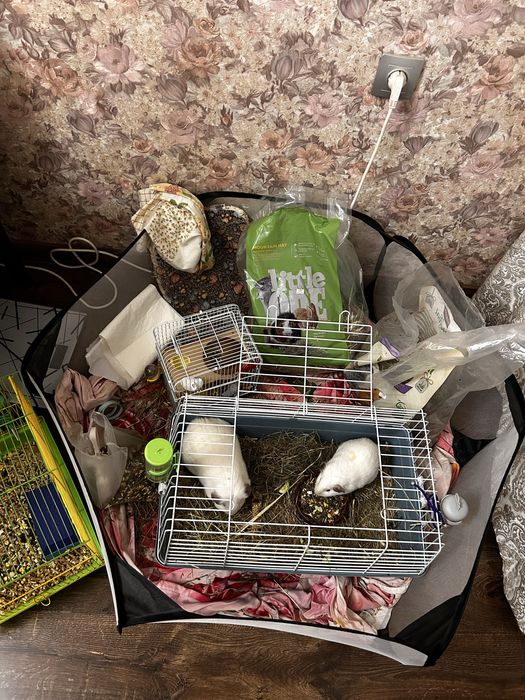 Продам морских свинок