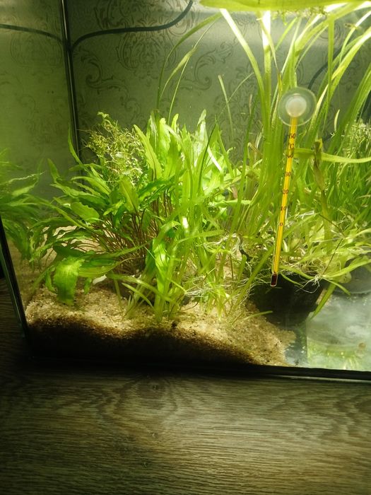 Аквариум 60 л в комплекте всё включено