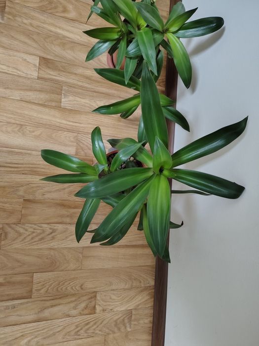 Традесканция Рео