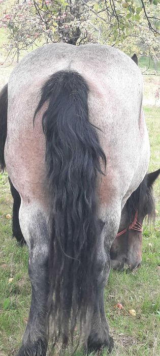 Iapa tânără gestanta