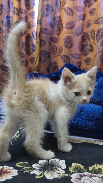 Отдам котёнка в хорошие руки