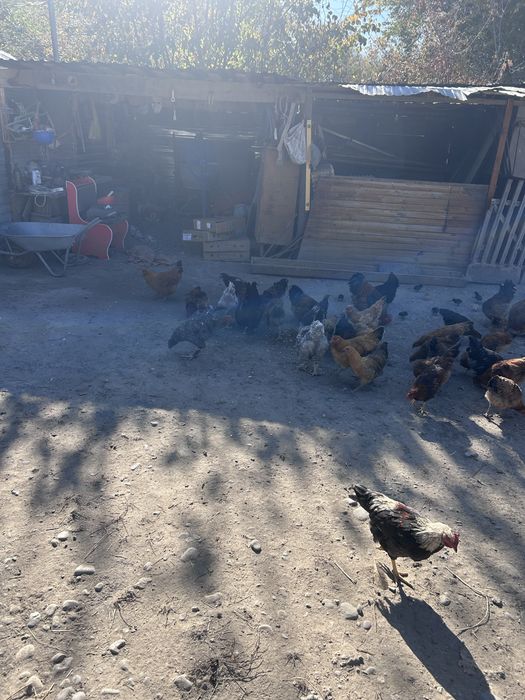 Петушки на продажу