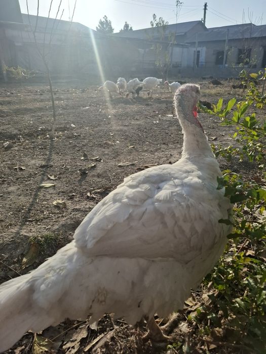 Kurkalar juda toza boqilgan