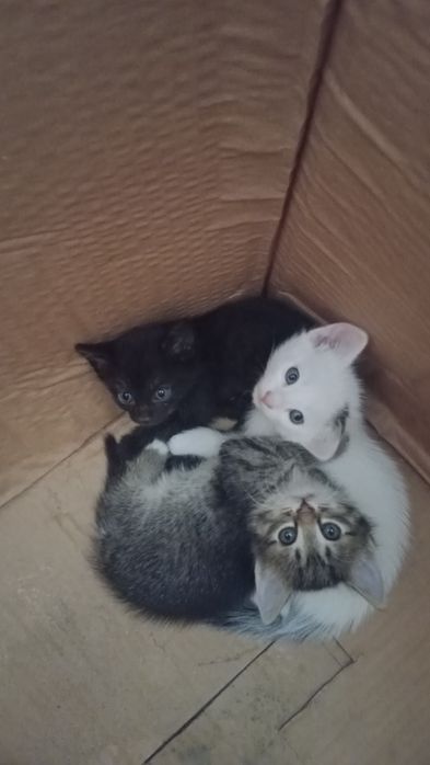 Отдам котят в добрые руки