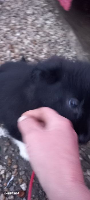 Donez pui de cățea, talie medie. Urgent